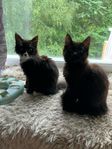 Katt Tvillingtjejer, en York chocolate och en tuxedo