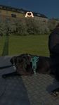 Hund