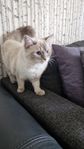 Renrasig Ragdoll
