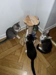 Busiga och gosiga Norsk Skogkatt-kattungar