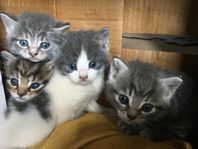 4 katter