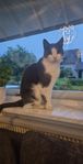 2 katter