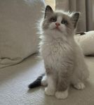 kattunge