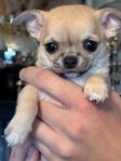 Chihuahua-valpar  skk med mycket fin stam tavla 