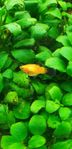 platy fisk 