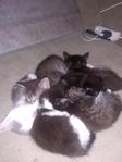 kattungar 