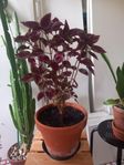 Stora friska blommor