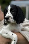 jakt springer spaniel