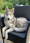 Siberian husky SKK