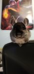 3st chinchilla tjejer + bur och tillbehör