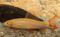 albino Vit guldhaj