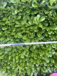 Diamana skaft Fairway 5a