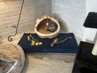 kattunge