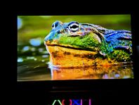 LG OLED C4 55 TUM