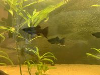 6st Black Molly