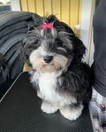 Bichon havanais valp - världens sötaste