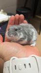 Dvärg Hamster