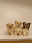 Valpar Pomeranian och Maltes