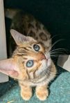 Bengal kattungar 