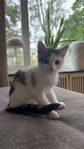 Kattunge 
