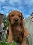 Golden retriever ( Jaktgolden)