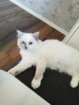Ragdoll honor