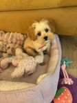 Maltpoo 