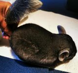 2 chinchilla hanar