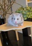 Guldhamster hona 13 mån
