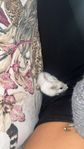 dvärg hamster 