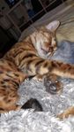 bengal