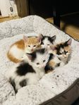 BARNKÄRA KATTUNGAR