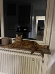 katt