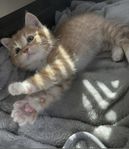 kattunge till salu