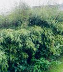stora Bambu