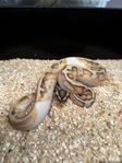 enchi fire pied pos OD