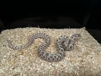 super artic pos het albino