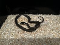 Natrix Natrix