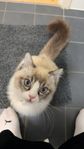 en hane katt