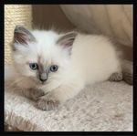 Kattunge Ragdoll/Helig Birma
