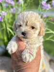 Maltipoo 