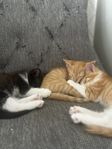 kattungar