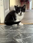 kattunge 