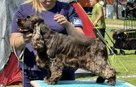 Cocker Spaniel Tik