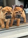 Shar Pei valpar