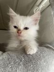 ragdoll