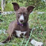 Alaskan Husky tik 1 år
