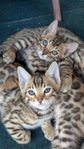 fantastiska bengal kattungar