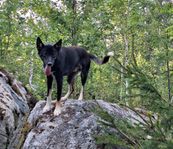 Alaskan Husky hane 2 år