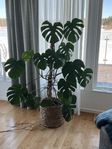 Monstera